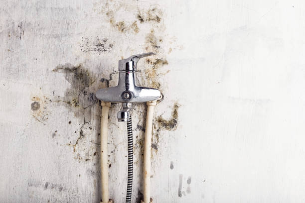 Best Localized Mold Remediation (e.g., coastal areas, humid climates) in Mount Vernon, WA
