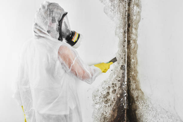 Best Commercial Mold Remediation in Mount Vernon, WA