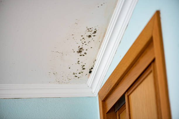 Best Post-Flood Mold Remediation in Mount Vernon, WA