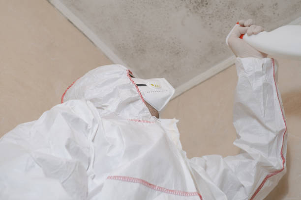 Best Insurance-Related Mold Remediation in Mount Vernon, WA