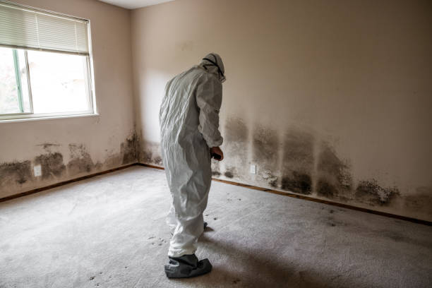 Best Basement Mold Remediation in Mount Vernon, WA